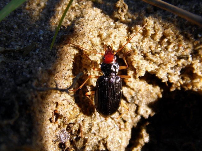 Aiuto ID : Nebria picicornis